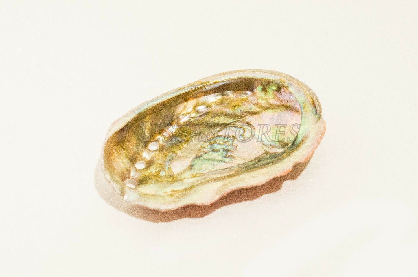 NessaStores Red Abalone Sea Shell One Side Polished Beach Craft 2-3"(12 pcs)#-20