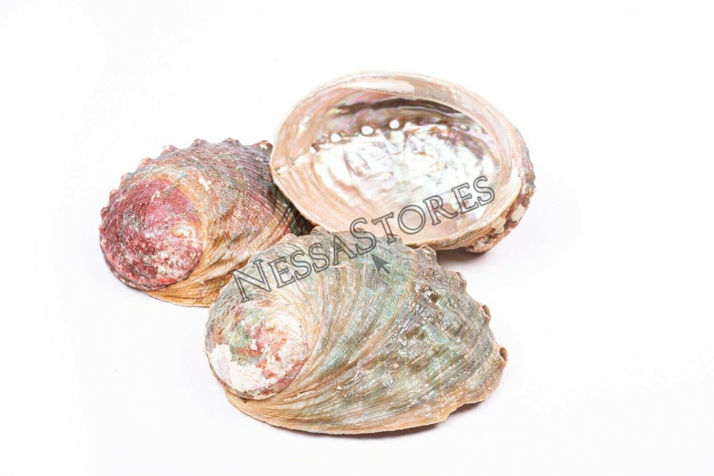 Threaded Abalone Sea Shell One Side Polished Beach Craft 4" - 5" (3 pcs) #JC-155