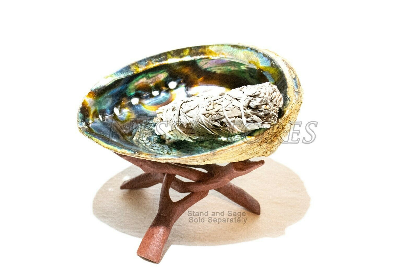 Green Abalone Sea Shell One Side Polished Beach Craft 7" - 8" (2 pcs)  #JC-19