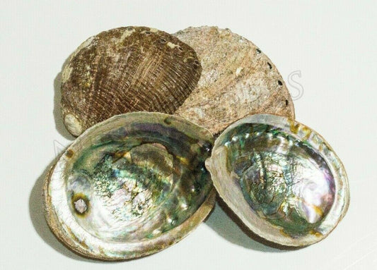 Green Abalone Natural Sea Shell One Side Polished Beach Craft 5"-6"(4 pcs)#JC-17