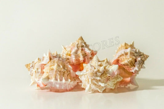 Pink Murex Phyllonotus erythrostomu Hermit Crab Sea Shell 3"-3 1/2"(4 pcs)#JC-40