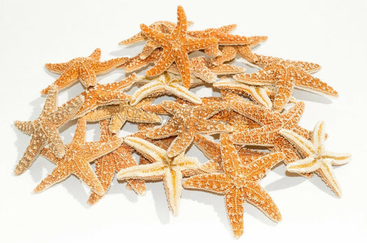 Sugar StarFish Sea Shell Wedding Real Craft 3" - 4" (24 pcs) #JC-57