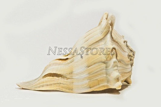 Natural Left Hand Whelk Sea Shell Beach Home Decor 7" - 8" (1 pc)