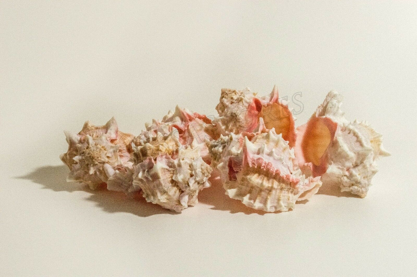 Pink Murex Phyllonotus erythrostomu Hermit Crab Sea Shell 4" - 4 1/2" ( 6 Pcs)