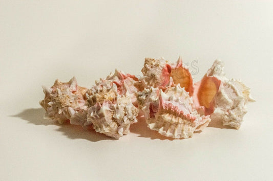 Pink Murex Phyllonotus erythrostomu Hermit Crab Sea Shell 4" - 4 1/2" ( 6 Pcs)