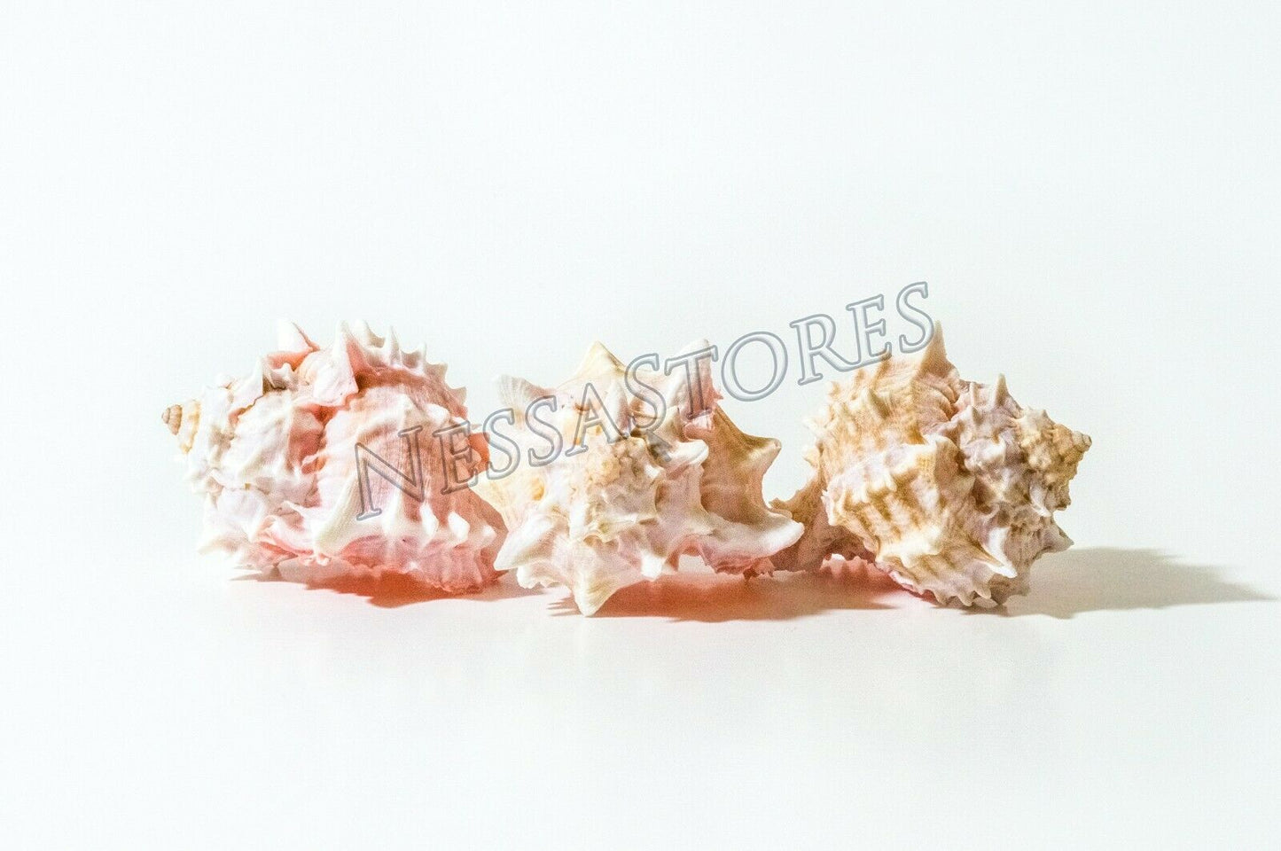 Pink Murex Phyllonotus erythrostomu Hermit Crab Sea Shell 3 1/2- 4"(3 pcs)#JC-41